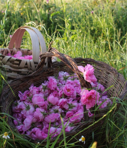 Hand picked Rose Buds-organic