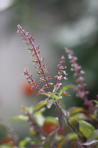 Holy Basil- Tulsi Tea-Loose Tea